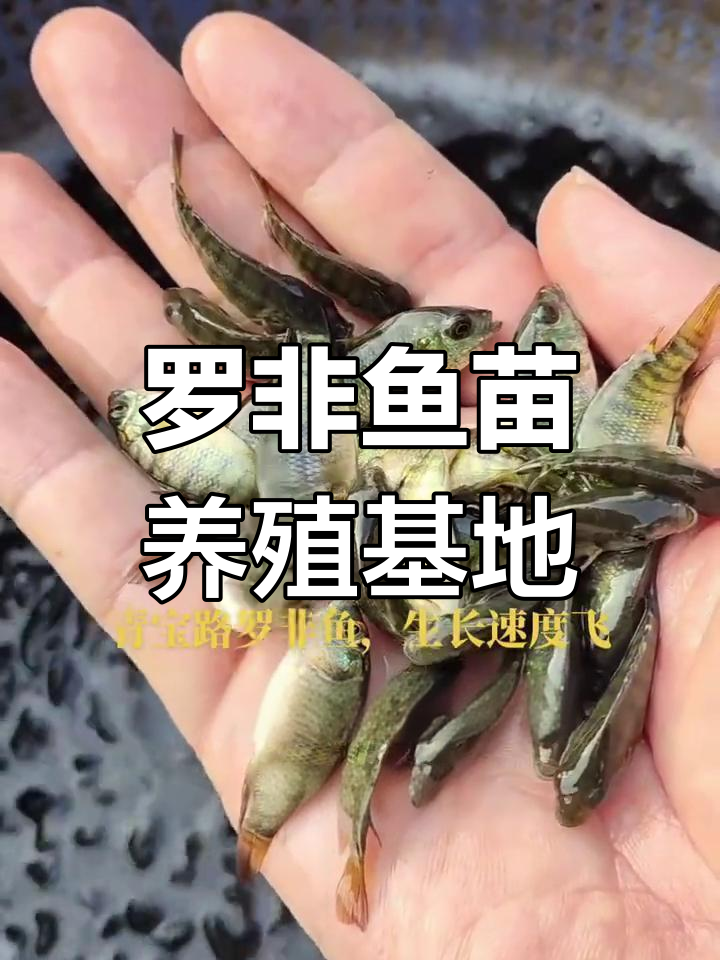 青宝路罗非鱼苗养殖基地揭秘