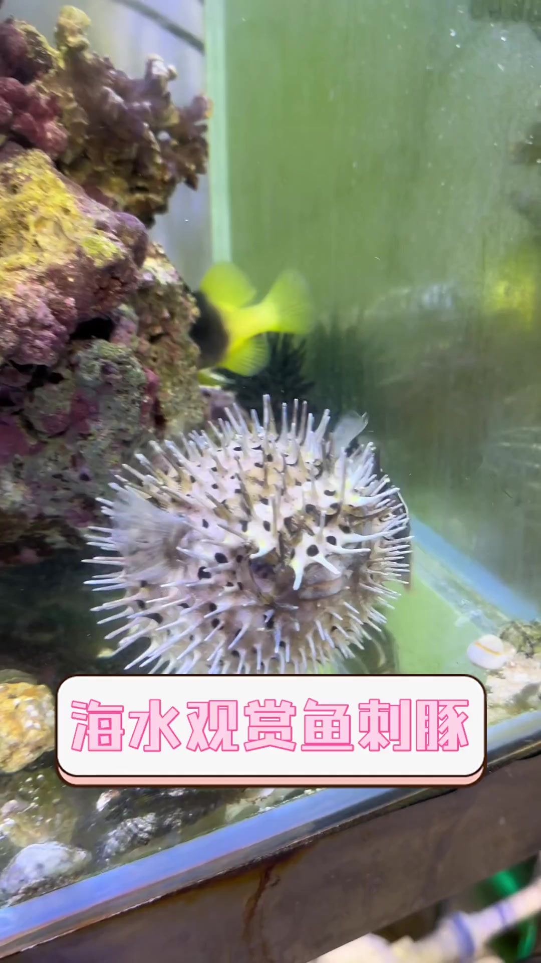 海水观赏鱼刺豚