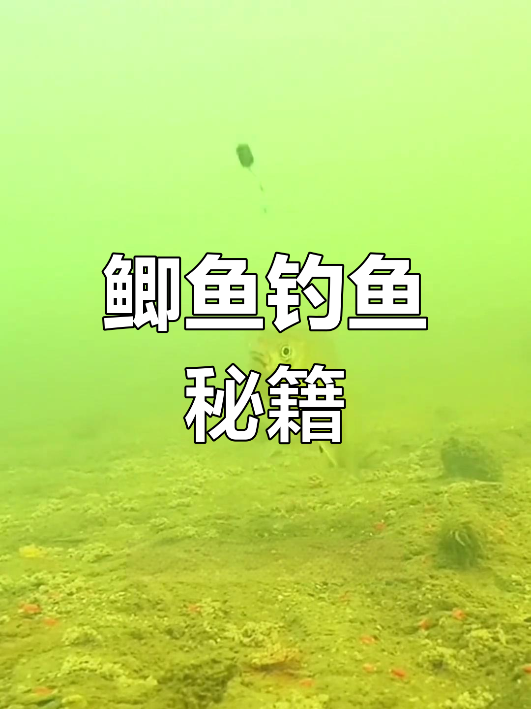 了解鲫鱼习性,轻松钓大板!