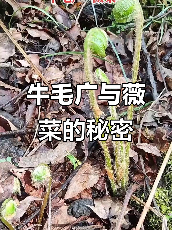 牛毛广的公母差异,薇菜细长苗条更美丽
