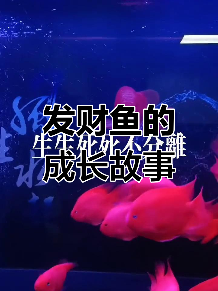 玻璃缸里的发财鱼,灵性满满健康成长