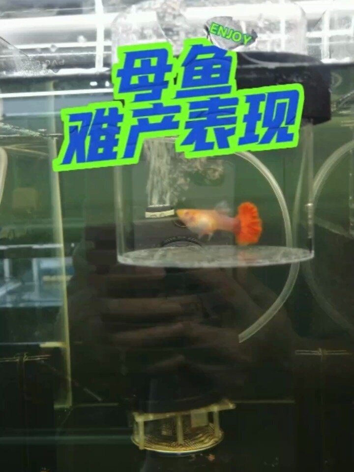 母鱼难产表现