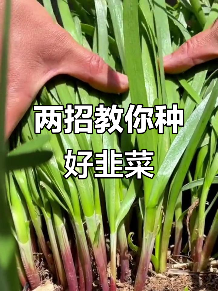 秋天种韭菜,这两步让你的韭菜长得更旺盛