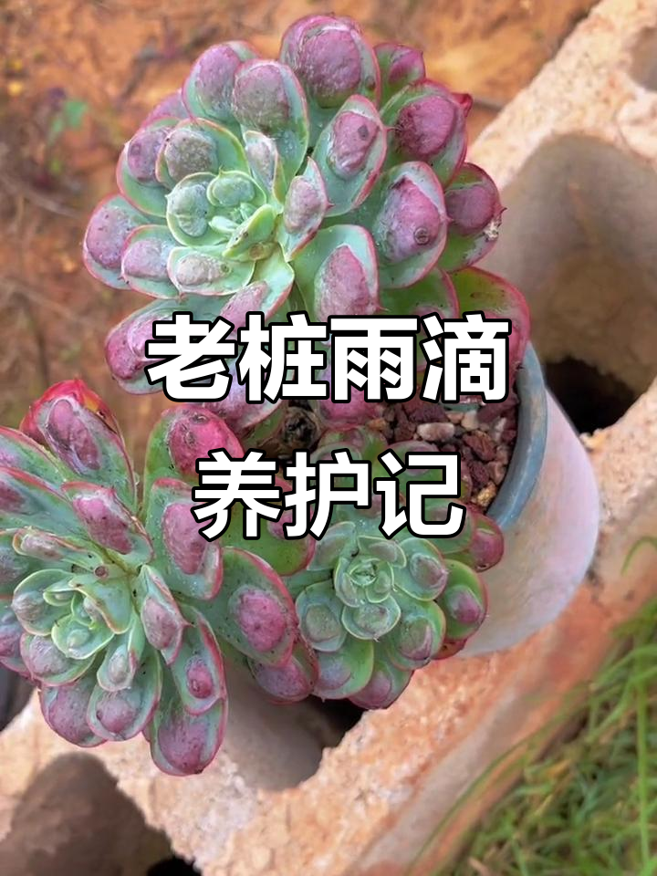 6年老桩雨滴，状态超赞！你爱了吗？