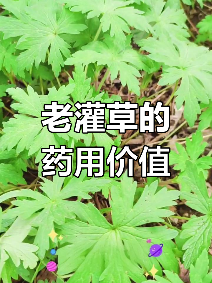 农村常见老鹳草:鸭脚五叶草,草本良药