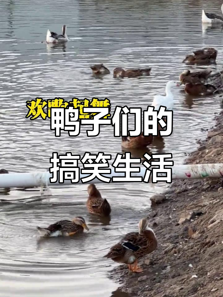 鸭子和白鹅的欢乐日常,洗漱、飞翔、越狱一应俱全