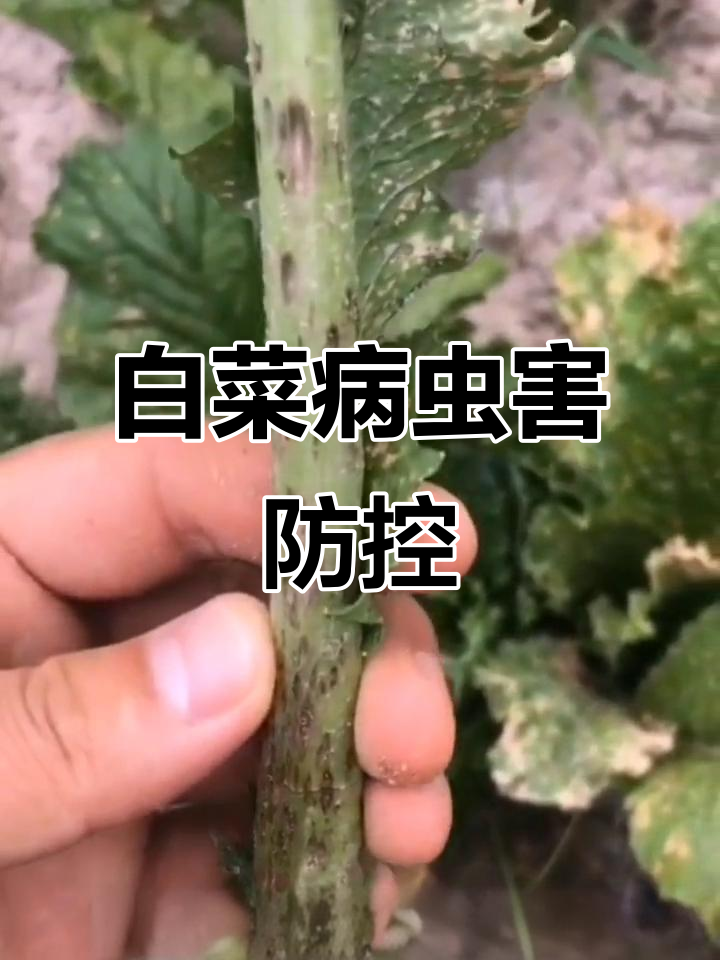 白菜叶柄斑点与角斑病防治技巧