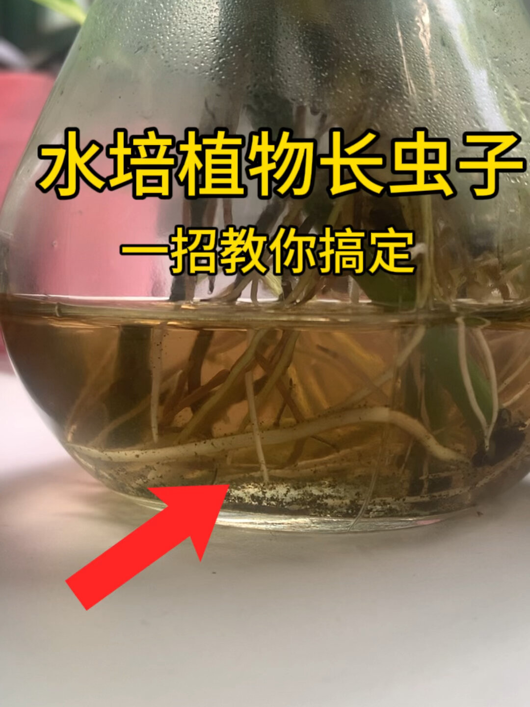 水里有蚊子幼虫孑孓处理方法