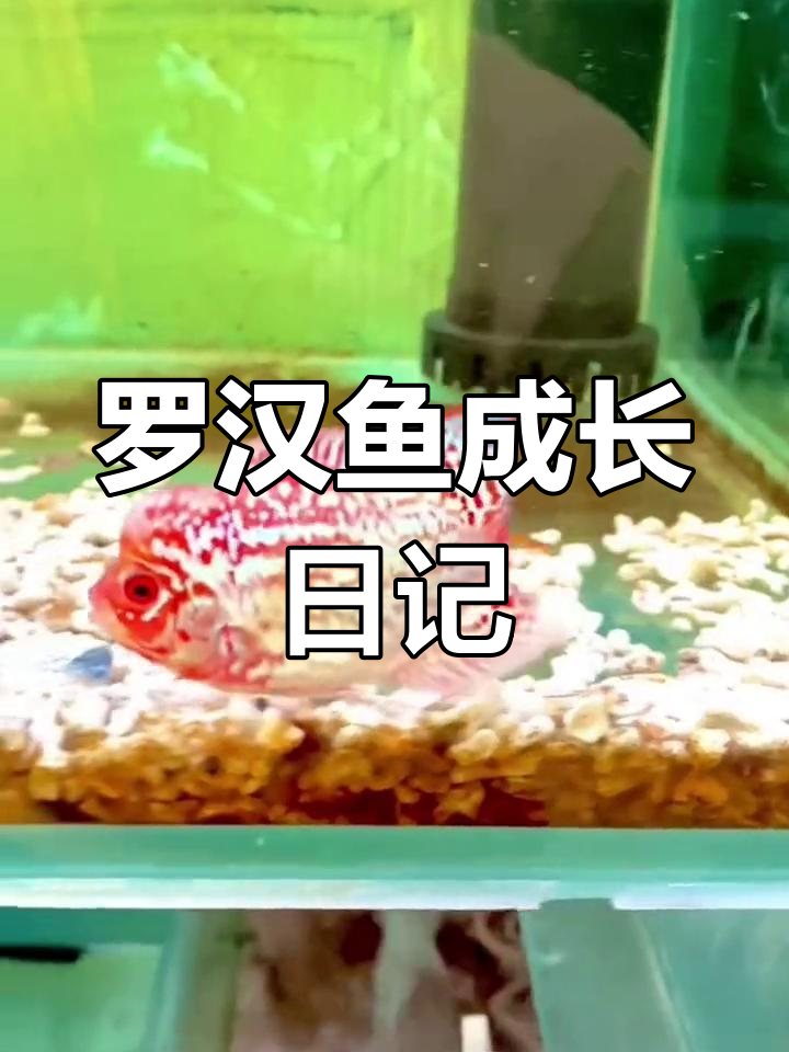 记录罗汉鱼成长,三个月变化惊人