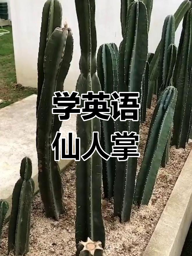 仙人掌的英文你了解吗?一起来学“catters”
