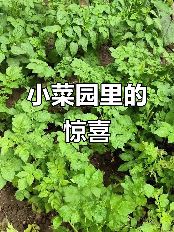 菜园里种满了各种蔬菜,看看这些小番茄和冰草!