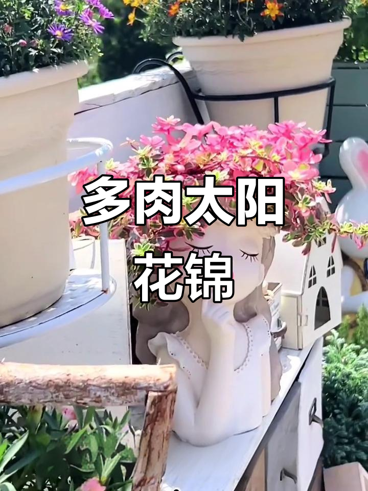 太阳花锦:马齿苋科多肉植物,美丽斑纹与粉色花朵