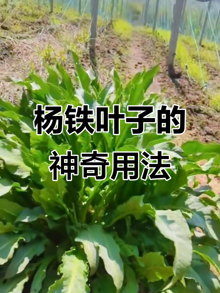 田间常见杨铁叶子,根茎竟是宝贝!教你如何制作野菠菜醋