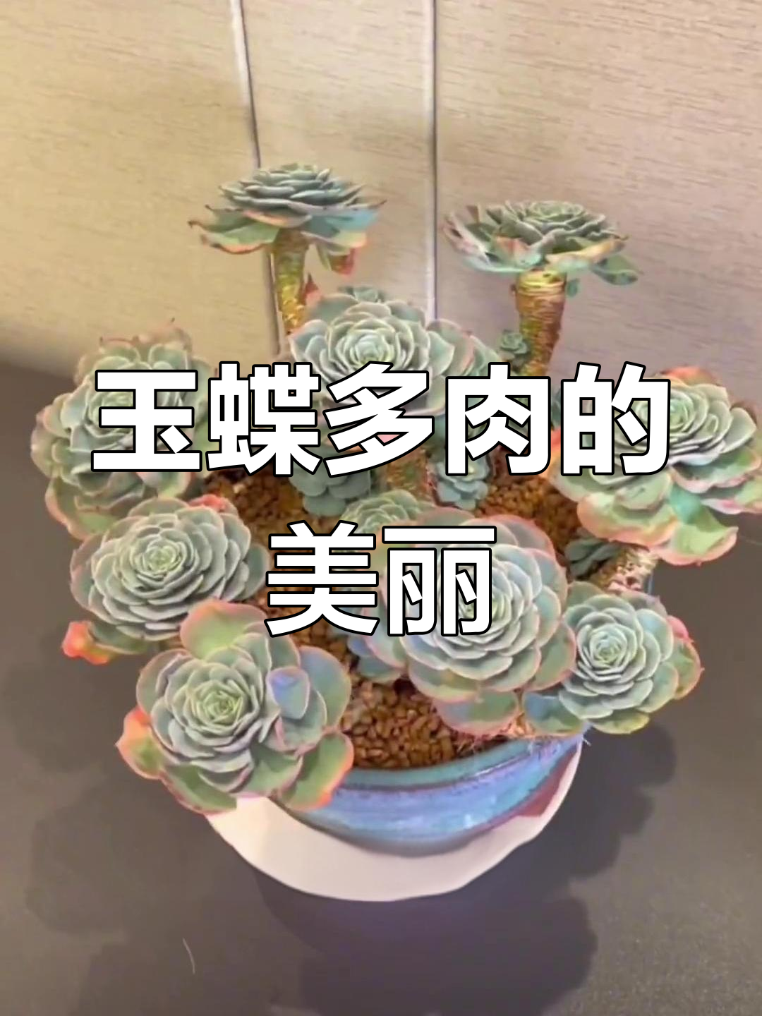 玉蝶多肉:绿色莲花的形态与色彩