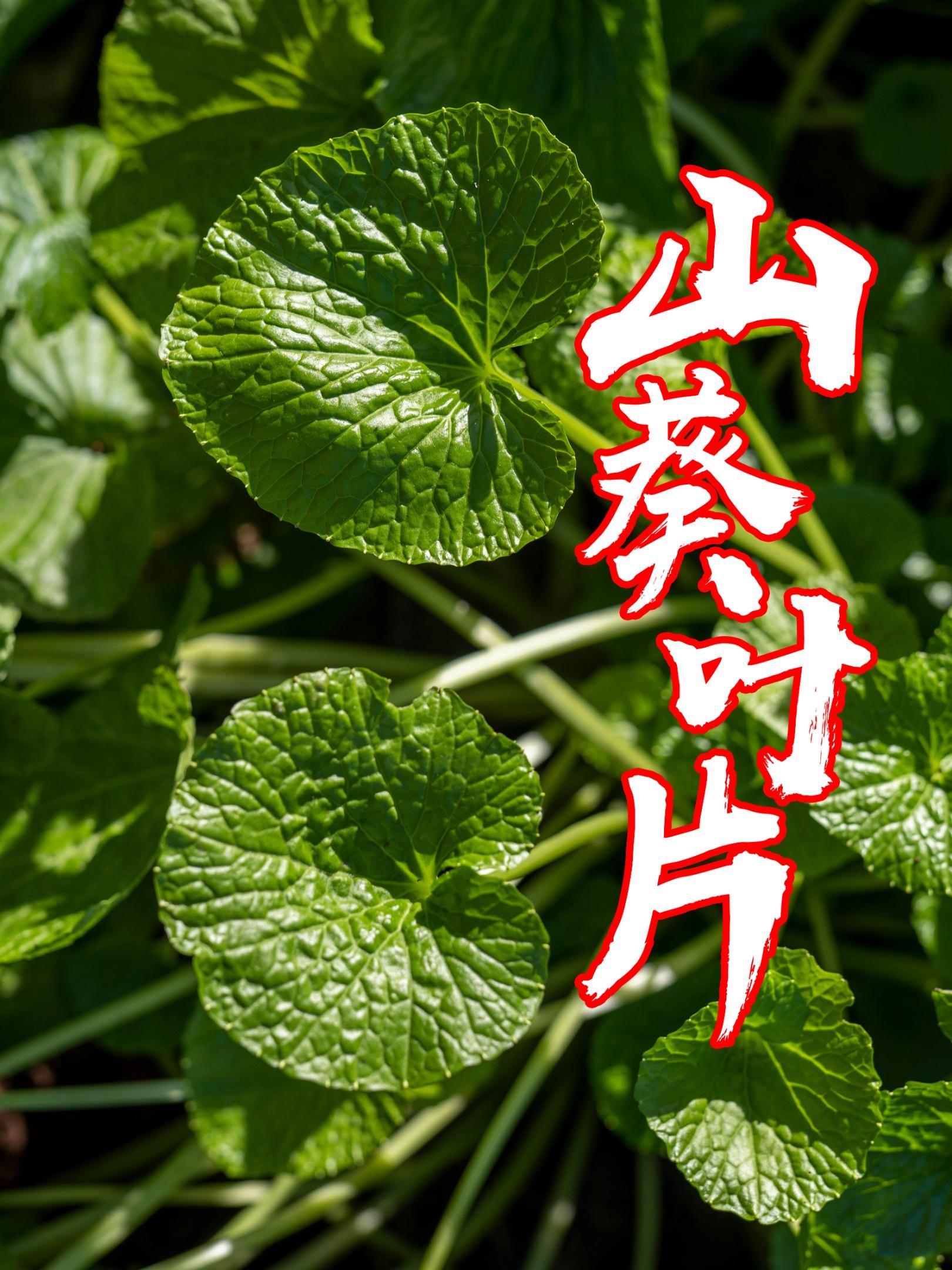 山葵叶子可以干嘛?山葵 山葵酱 山葵烤肉