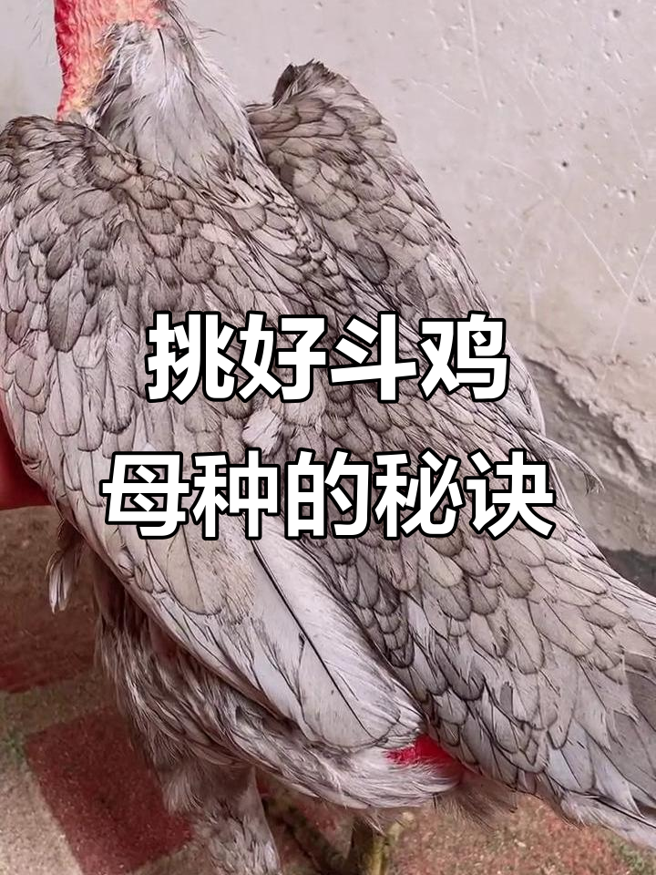 如何挑选优质斗鸡母种?三大关键点教你选对体型