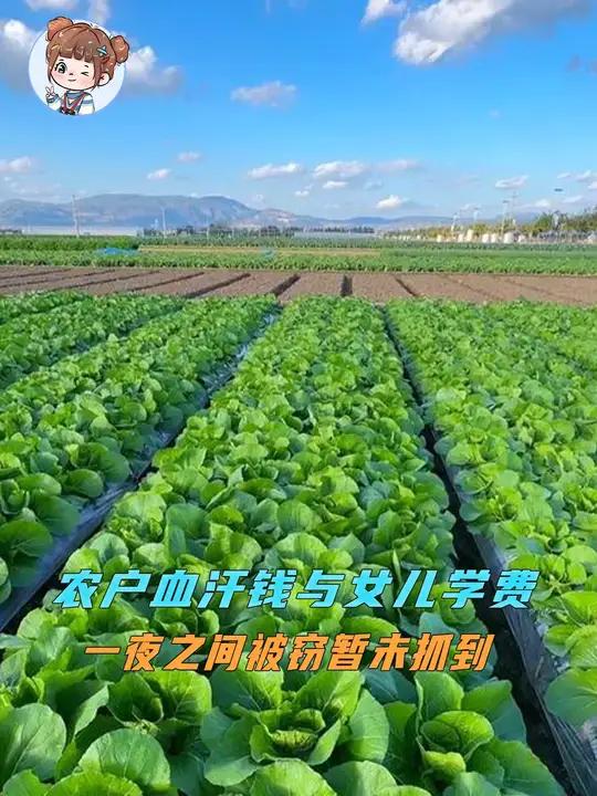 近万株蔬菜苗，既是农户的血汗钱也是女儿的读书钱