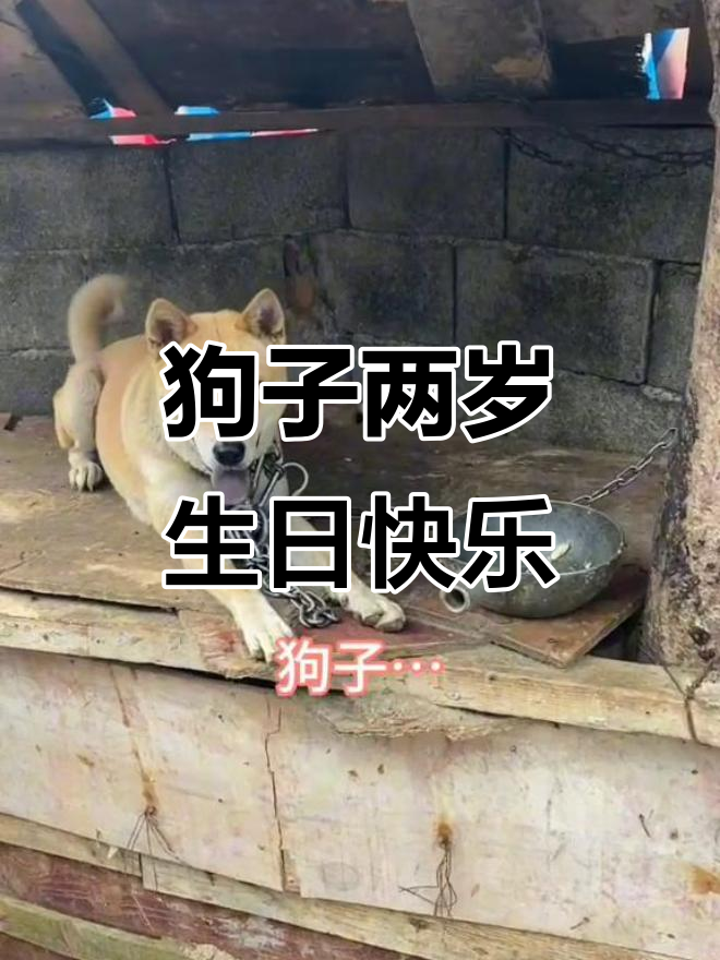 田园犬两岁生日惊喜,蛋糕和祝福一起送到!