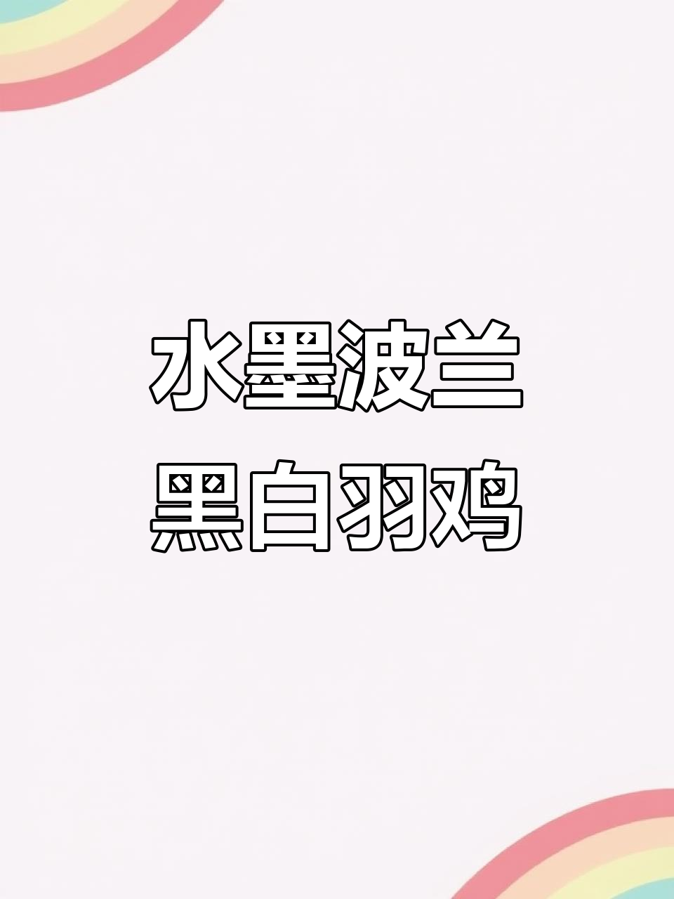 波兰黑白羽毛鸡,像水墨画一样美丽!