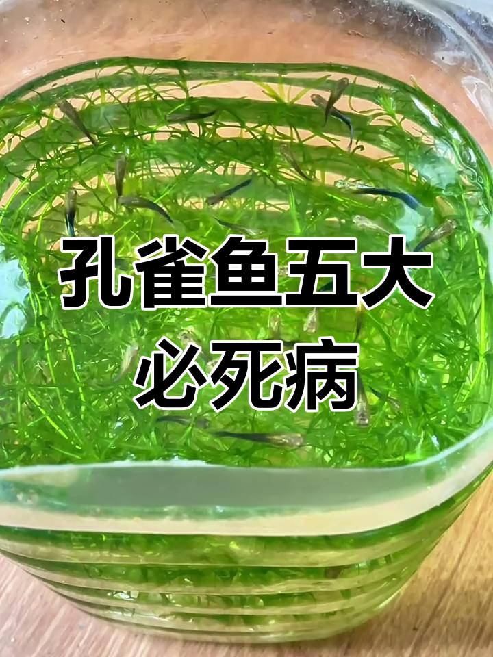 孔雀鱼常见疾病大揭秘,如何应对这些致命问题