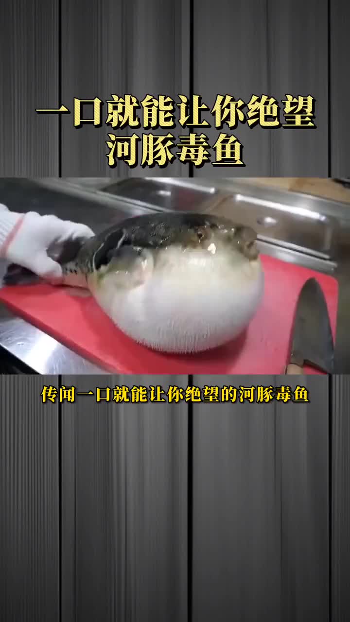 传闻一口就让人绝望的河豚鱼,究竟可怕在哪?