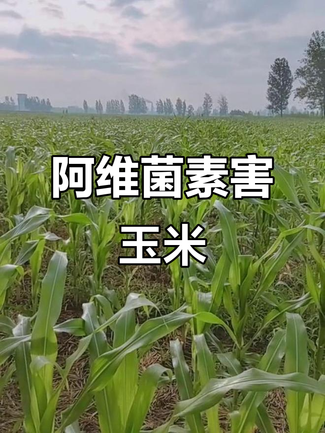 玉米打阿维菌素小心病害,顶腐病和茎基腐病来袭!