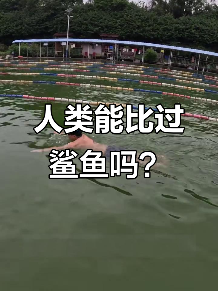 游泳冠军挑战鲨鱼速度,差距竟然这么大!