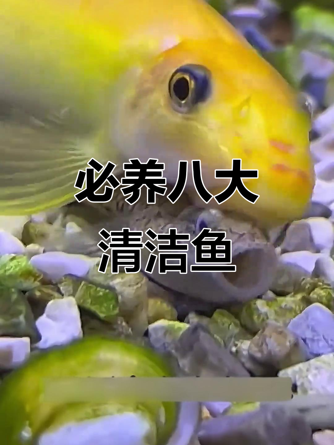 鱼缸必备八大清洁鱼,帮你搞定水质问题