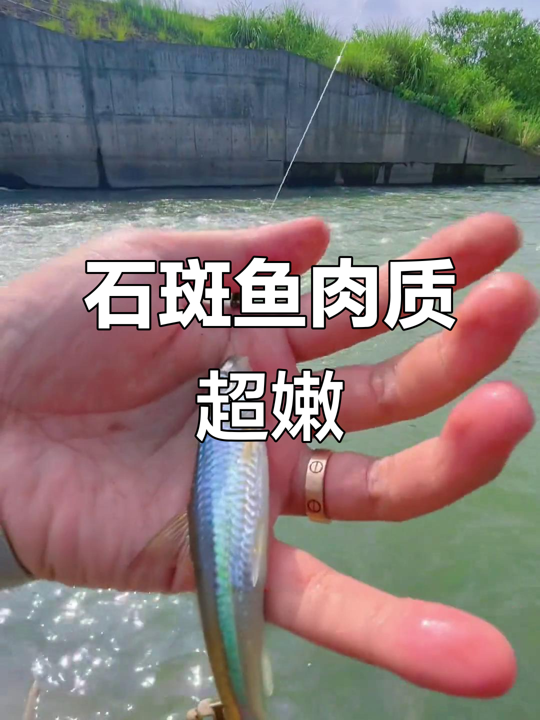 溪流钓石斑鱼,鲜美无比但刺少肉多