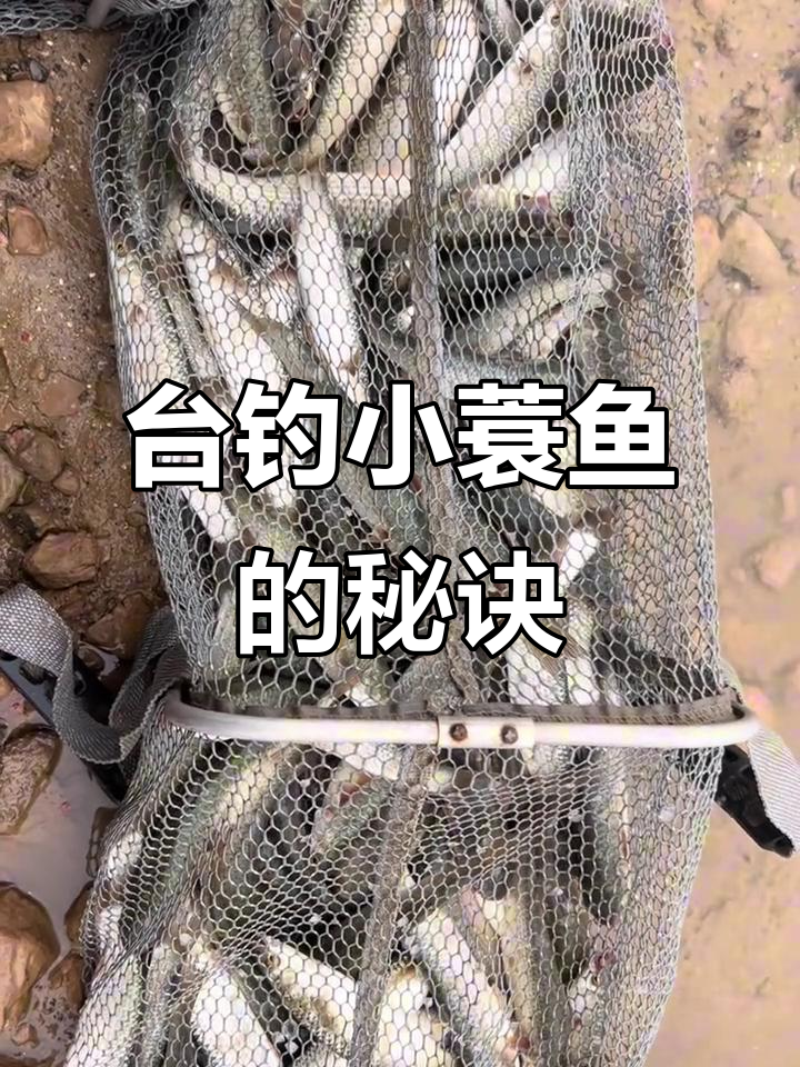 钓梭鱼技巧大揭秘:从线组到饵料全攻略