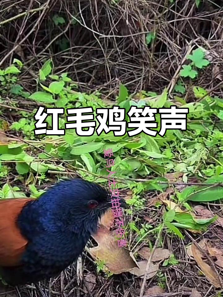 红毛鸡叫声大合奏，搞笑又可爱