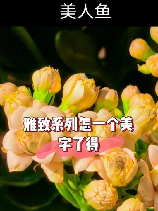 长寿花雅致系列全套四色都有了,视频后