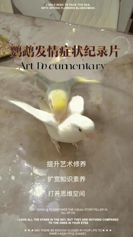 牡丹鹦鹉发情是什么样子?今天带大家看一下 手养鹦鹉牡丹鹦鹉 