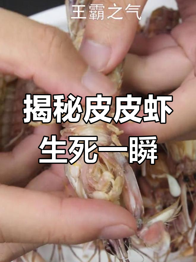 皮皮虾的惊人真相:从反抗到死亡,一切都在这里