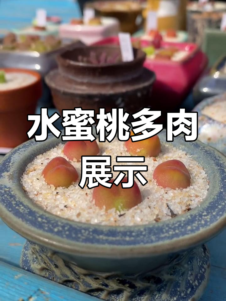 发现美丽水蜜桃多肉植物
