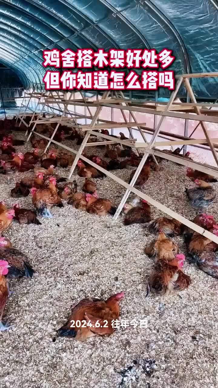 养殖 养鸡 农村散养土鸡 农村创业养殖 养鸡技术 鸡舍搭木架好处多