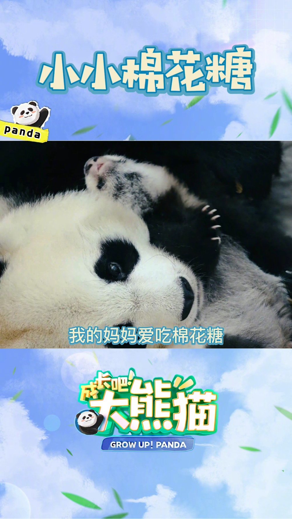成长吧大熊猫 我的妈妈爱吃棉花糖,抱着怕摔了,含着怕化了。妈妈说我是世界上最甜的棉花糖,是