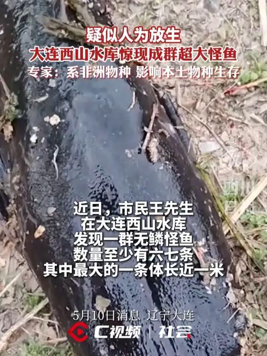 疑似人为放生?大连西山水库惊现成群超大怪鱼,专家:系非洲物种,影响本土物种生存