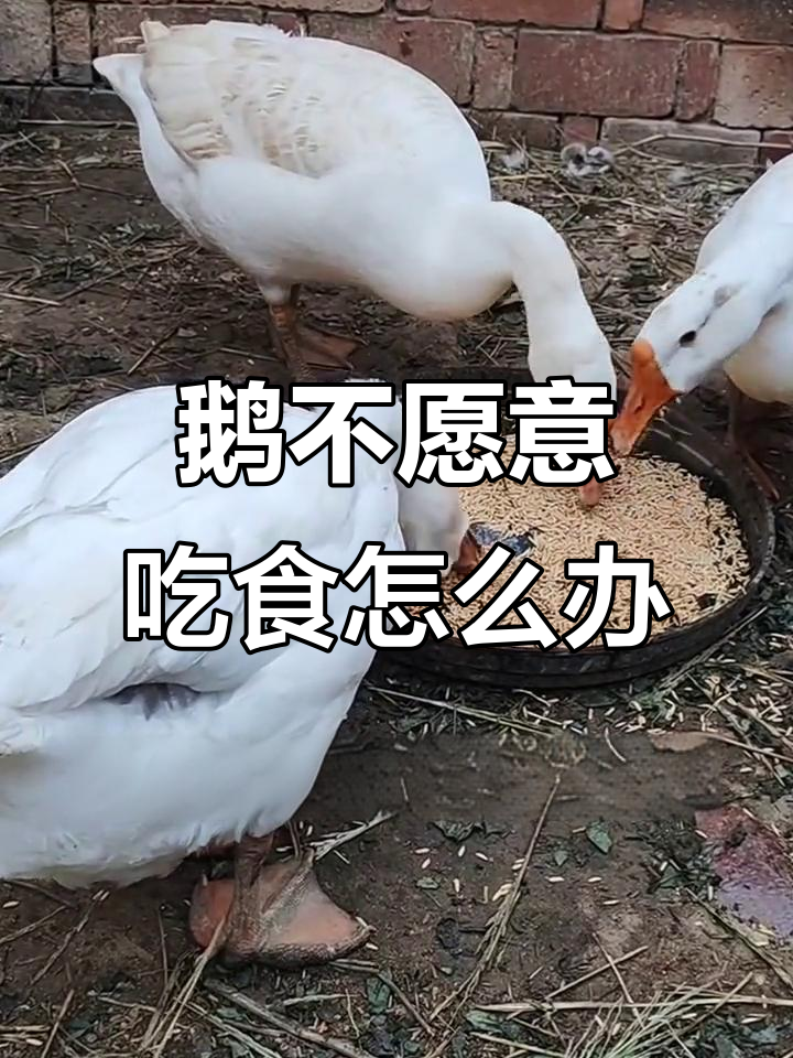 鹅不吃食怎么办?教你催肥期前的应急方法