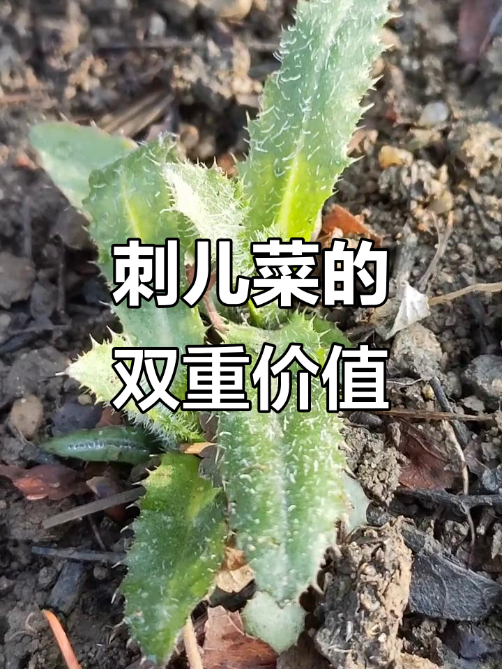 刺儿菜:既可食用又药用,全身长满“针”的草本植物