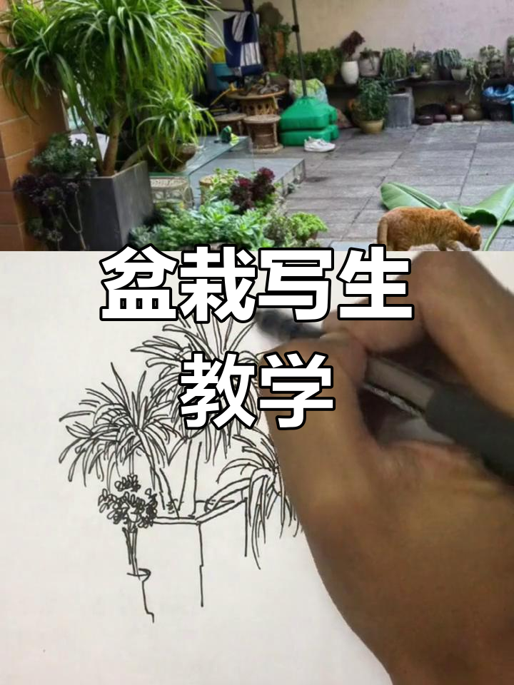 盆栽植物钢笔画技巧解析