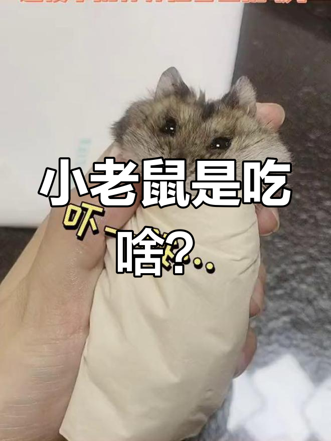 仓鼠的“寿司”还是“屎粑粑”?太搞笑了!