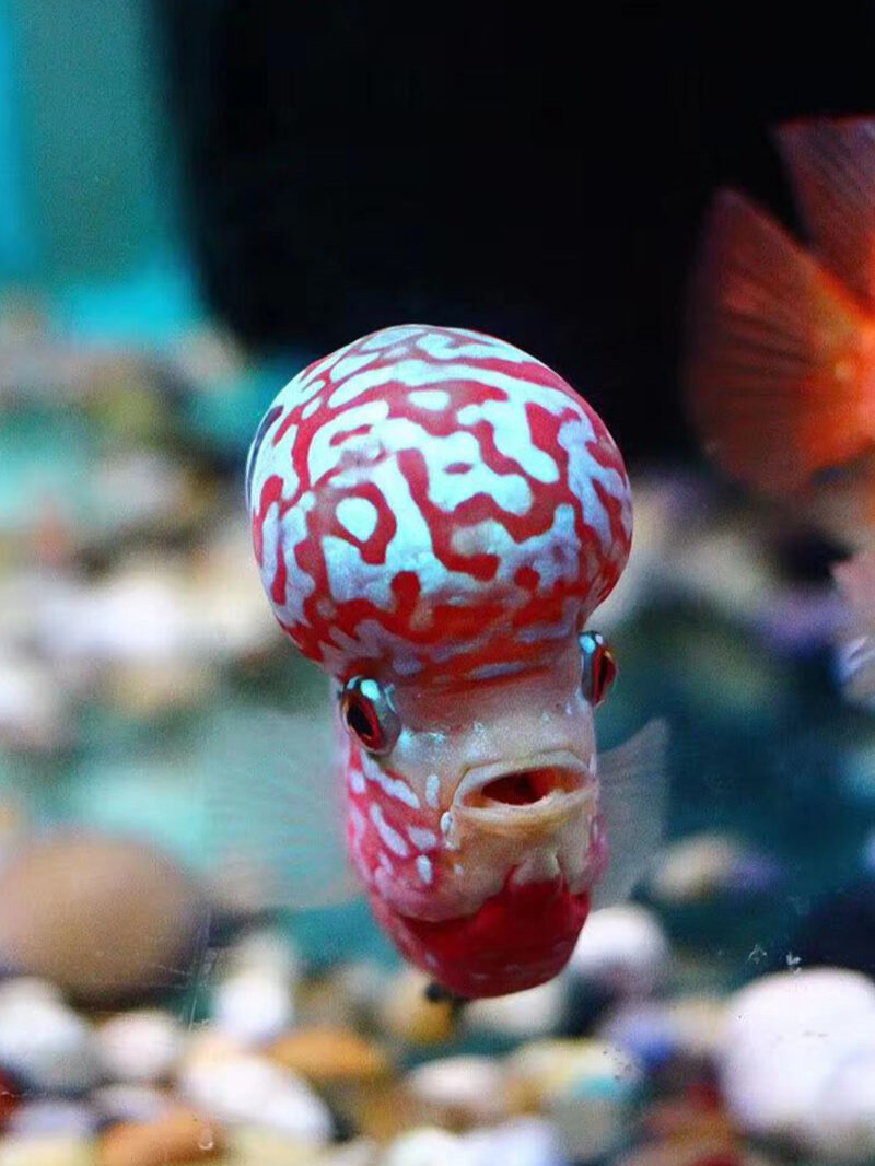 罗汉鱼要怎么养才会爆头?