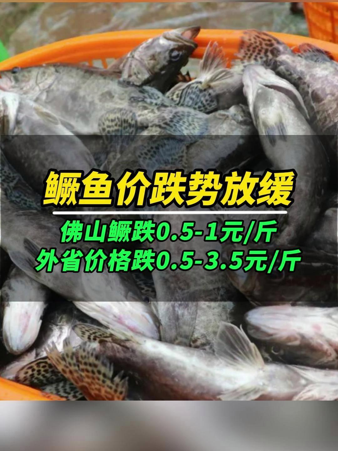 广东鱼价跌势放缓,出鱼节奏逐渐平稳;外省部分地区价格大跌……鳜鱼 桂花鱼 水产养殖