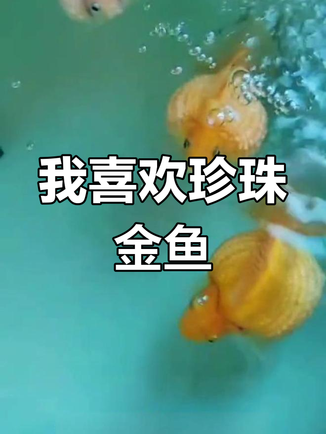 珍珠金鱼真的不好看吗?