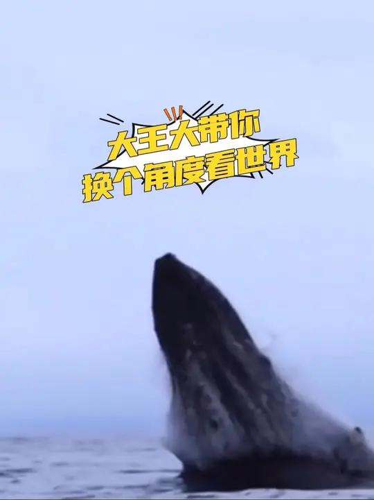 威严的座头鲸跃出水面的一刹那惊险而又壮观!你知道鲸鱼为什么反复跃出海面,又猛力拍落吗