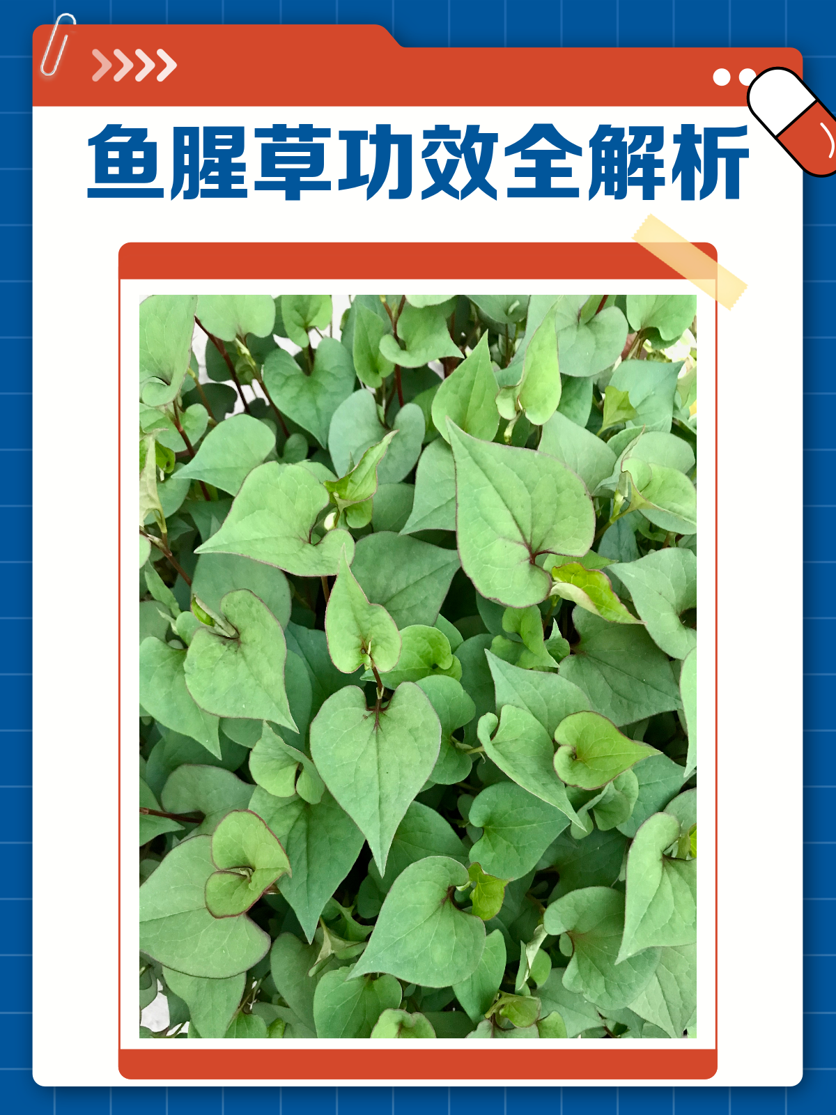 鱼腥草:清热利尿还排脓,功效多多知多少?