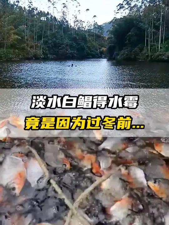 水库里的淡水白鲳得了水霉,竟是因为……