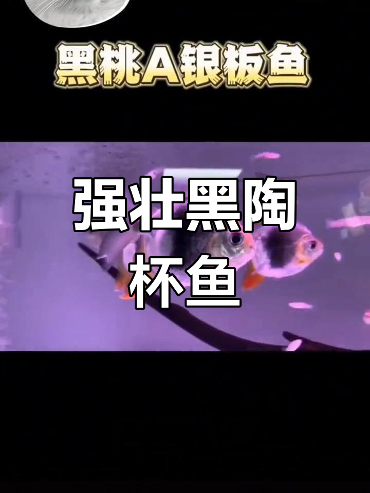 黑陶杯鱼:强健美丽的南美观赏鱼
