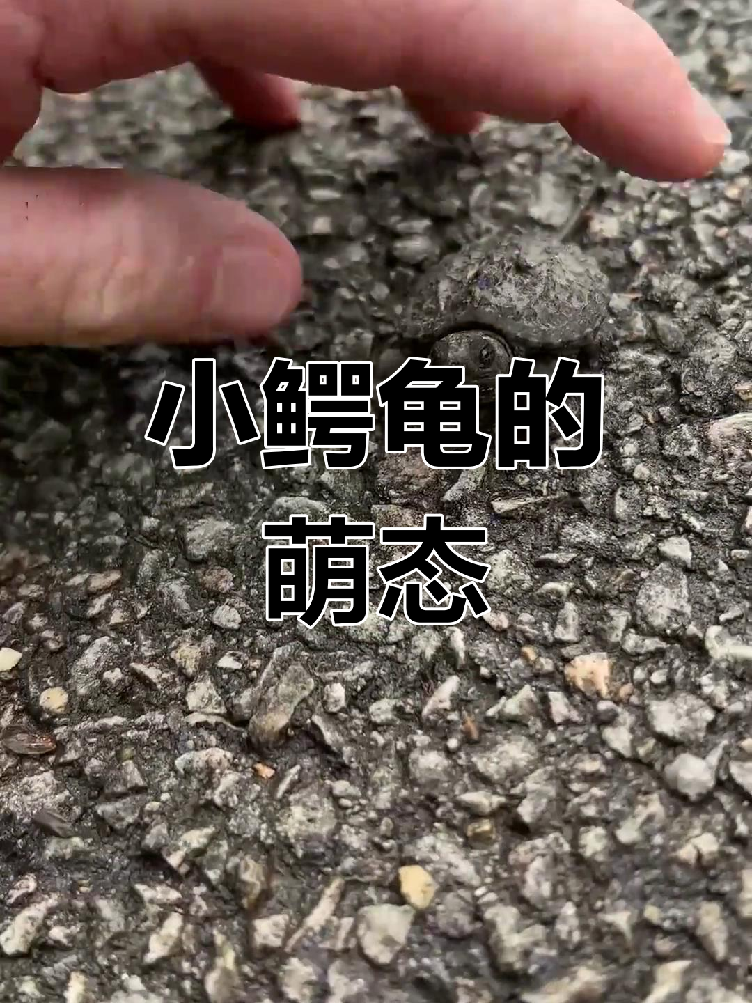 捡到小鳄龟,才发现它小时候竟然这么萌!